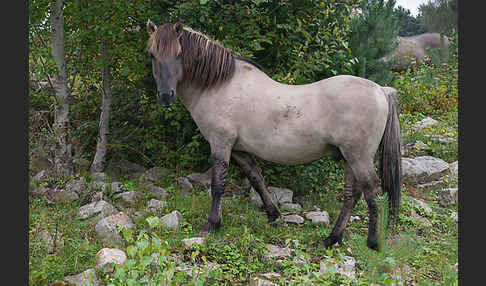 Konik (Equus caballus sspec.)