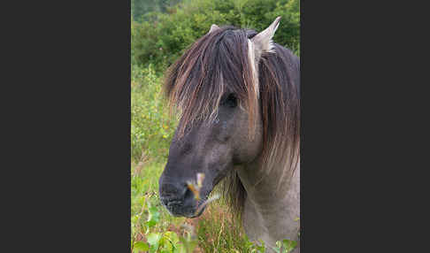 Konik (Equus caballus sspec.)