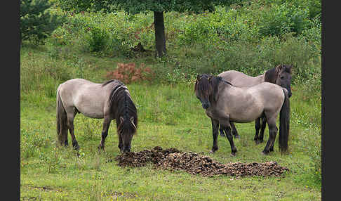 Konik (Equus caballus sspec.)