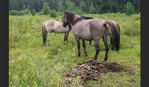 Konik (Equus caballus sspec.)