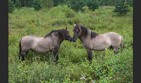 Konik (Equus caballus sspec.)