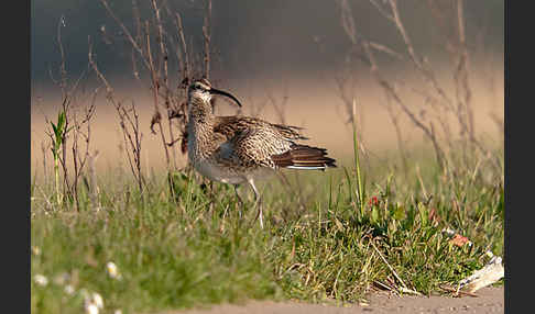 Regenbrachvogel (Numenius phaeopus)