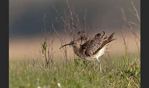 Regenbrachvogel (Numenius phaeopus)