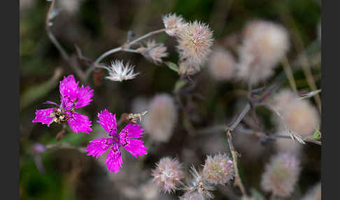 Heide-Nelke (Dianthus deltoides)