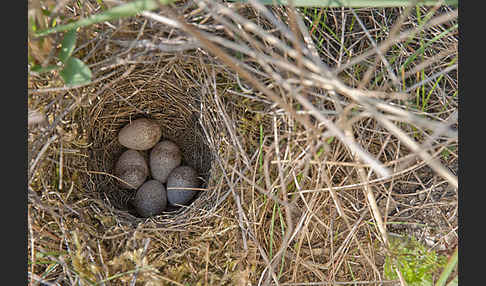 Heidelerche (Lullula arborea)