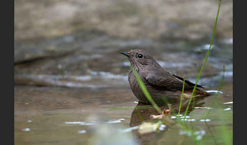 Gartenrotschwanz (Phoenicurus phoenicurus)