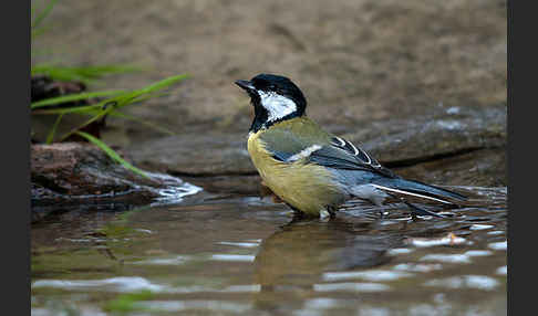 Kohlmeise (Parus major)