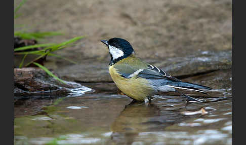 Kohlmeise (Parus major)