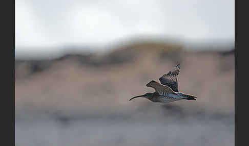 Regenbrachvogel (Numenius phaeopus)