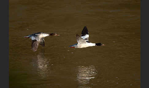 Gänsesäger (Mergus merganser)