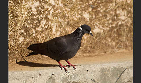 Weißringtaube (Columba albitorques)