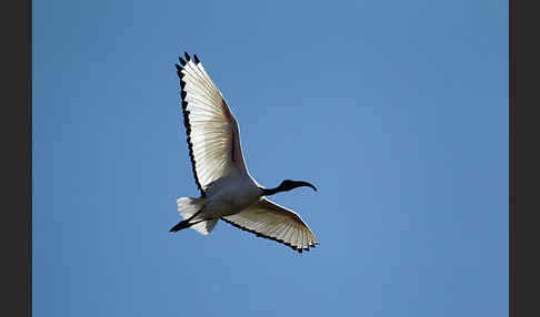 Heiliger Ibis (Threskiornis aethiopicus)