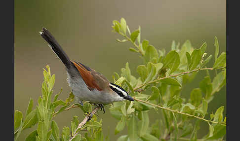 Senegaltschagra (Tchagra senegala)