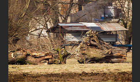 Naturzerstörung (destruction of nature)