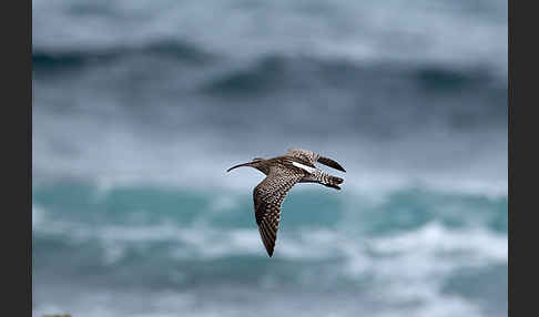 Regenbrachvogel (Numenius phaeopus)