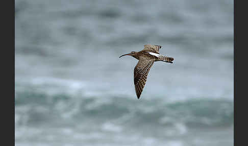 Regenbrachvogel (Numenius phaeopus)