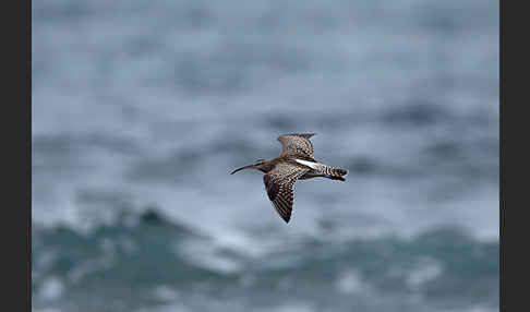 Regenbrachvogel (Numenius phaeopus)