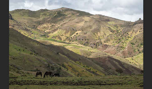 Hauspferd (Equus caballus)