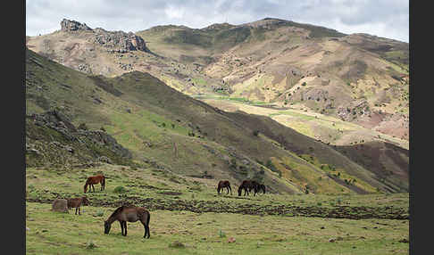 Hauspferd (Equus caballus)