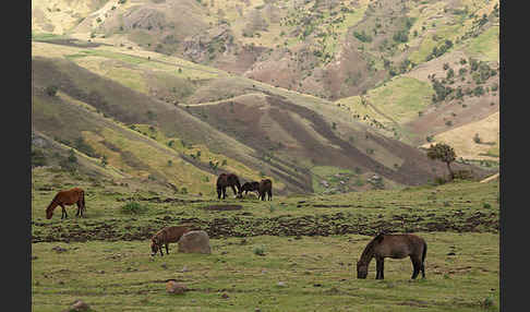 Hauspferd (Equus caballus)