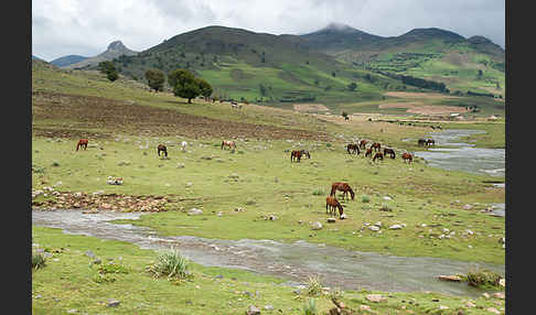 Hauspferd (Equus caballus)