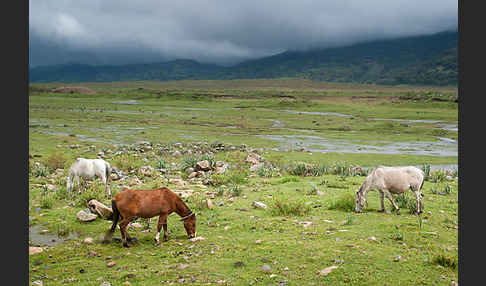 Hauspferd (Equus caballus)