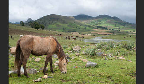 Hauspferd (Equus caballus)