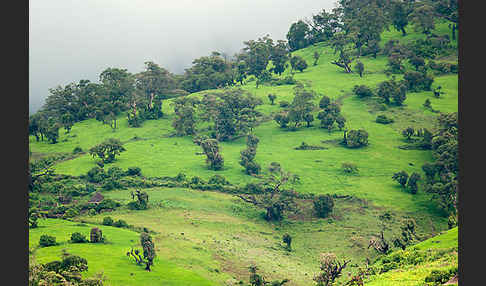 Aethiopien (Ethiopia)