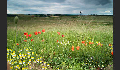 Klatsch-Mohn (Papaver rhoeas)