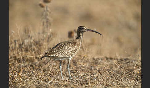 Regenbrachvogel (Numenius phaeopus)