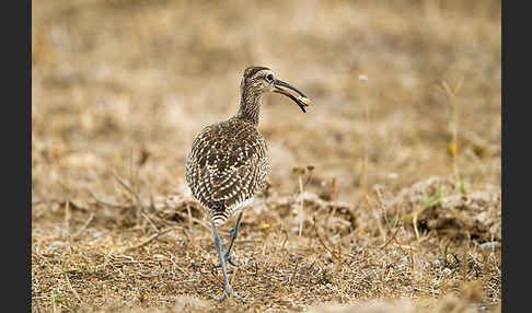 Regenbrachvogel (Numenius phaeopus)