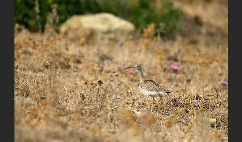 Regenbrachvogel (Numenius phaeopus)