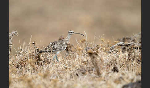 Regenbrachvogel (Numenius phaeopus)