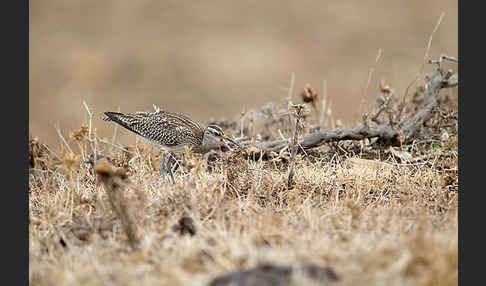 Regenbrachvogel (Numenius phaeopus)