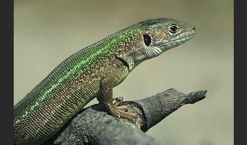 Östliche Smaragdeidechse ssp. (Lacerta viridis meridionalis)