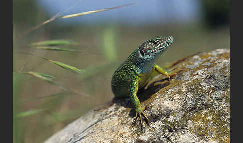 Östliche Smaragdeidechse ssp. (Lacerta viridis meridionalis)