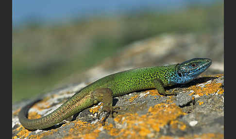 Östliche Smaragdeidechse ssp. (Lacerta viridis meridionalis)