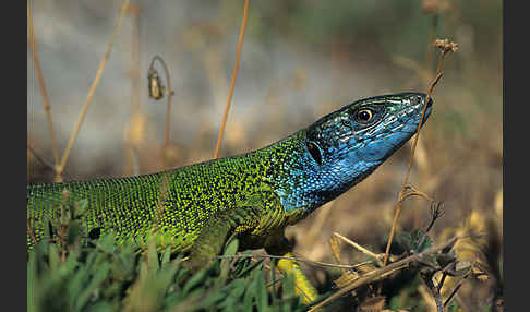 Östliche Smaragdeidechse ssp. (Lacerta viridis meridionalis)