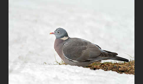 Ringeltaube (Columba palumbus)