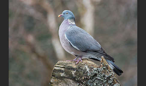 Ringeltaube (Columba palumbus)