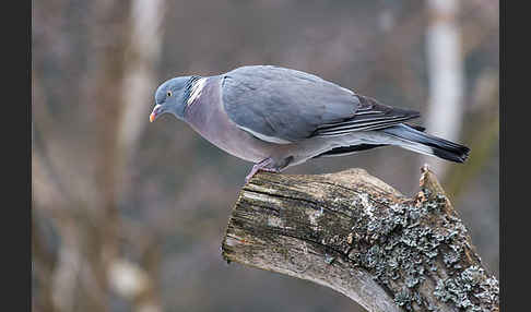 Ringeltaube (Columba palumbus)