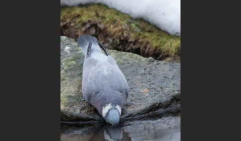 Ringeltaube (Columba palumbus)