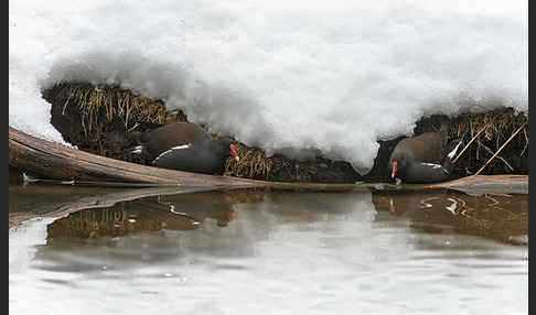 Teichralle (Gallinula chloropus)