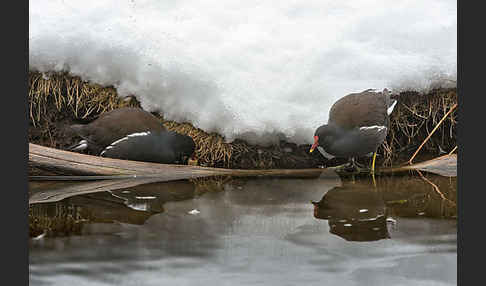 Teichralle (Gallinula chloropus)