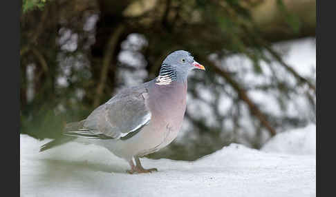 Ringeltaube (Columba palumbus)