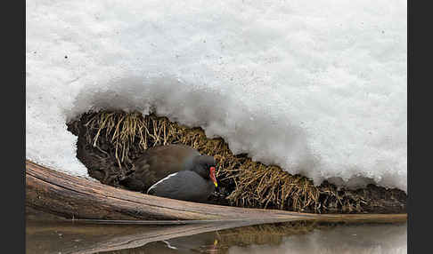 Teichralle (Gallinula chloropus)