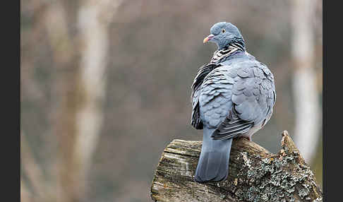 Ringeltaube (Columba palumbus)