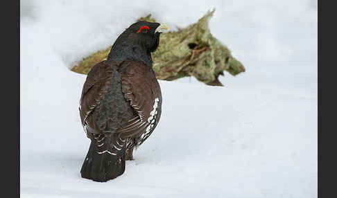 Auerhuhn (Tetrao urogallus)