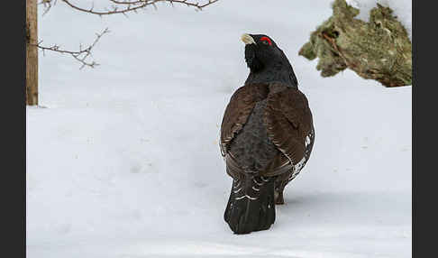 Auerhuhn (Tetrao urogallus)