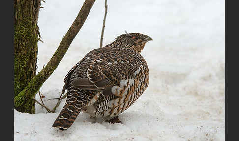 Auerhuhn (Tetrao urogallus)